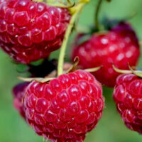 Rubus idaeus ´Meeker´ C 2,0 L, keřový
