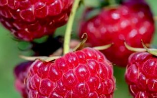 Rubus idaeus ´Meeker´ C 2,0 L, keřový