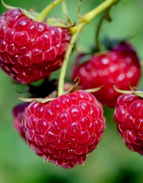 Rubus idaeus ´Meeker´ C 2,0 L, keřový - Image 1