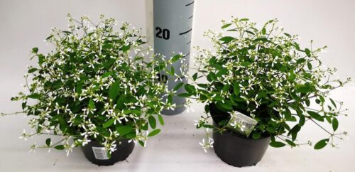 Euphorbia hypericifolia 'Diamond Frost' - Obrázek 5