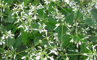 Euphorbia hypericifolia 'Diamond Frost'