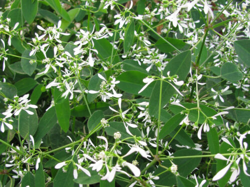 Euphorbia hypericifolia 'Diamond Frost' - Obrázek 1