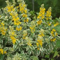 Lysimachia punctata 'Alexander´s White'