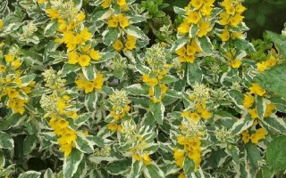 Lysimachia punctata 'Alexander´s White'