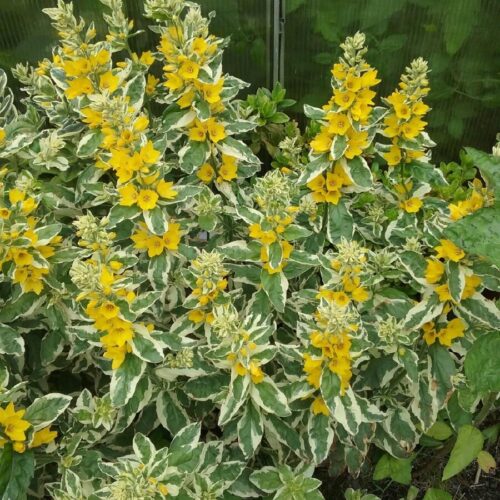 Lysimachia punctata 'Alexander´s White' - Obrázek 1