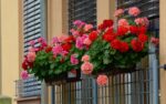 Pelargonium peltatum 10 pack – plnokvěté