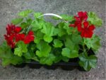 Pelargonium peltatum 10 pack – plnokvěté - Obrázek 2