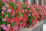 Pelargonium peltatum 10 pack