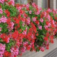 Pelargonium peltatum 10 pack