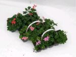 Pelargonium peltatum 10 pack - Obrázek 2