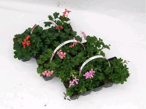 Pelargonium peltatum 10 pack - Obrázek 2