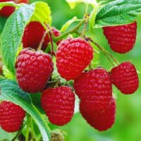 Rubus idaeus ´Malling Promise´ červená malina, keřová C 2,0 L