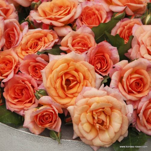 ROSA KORDES 2L Pálava – Bentheimer Gold – Mnohokvětá - Obrázek 4