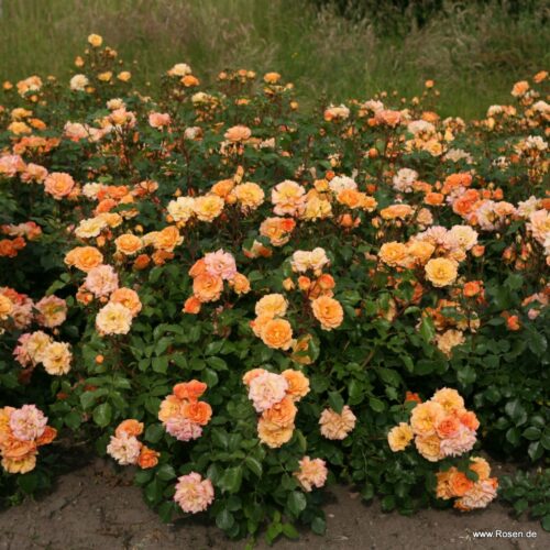 ROSA KORDES 2L Pálava – Bentheimer Gold – Mnohokvětá - Obrázek 3