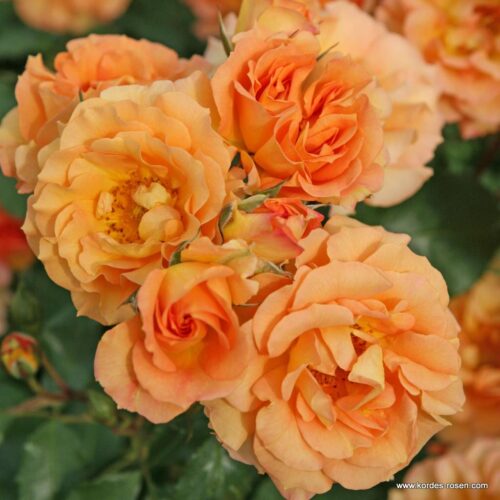 ROSA KORDES 2L Pálava – Bentheimer Gold – Mnohokvětá - Obrázek 2