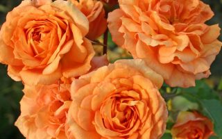 ROSA KORDES 2L Pálava – Bentheimer Gold – Mnohokvětá