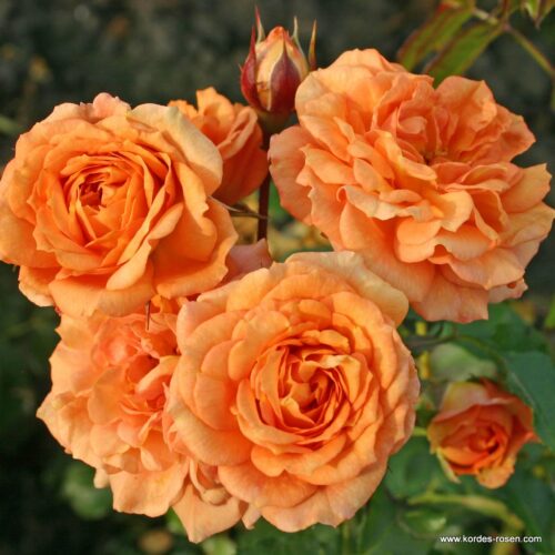 ROSA KORDES 2L Pálava – Bentheimer Gold – Mnohokvětá - Obrázek 1