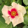 ROSA KORDES, SEE YOU® in purple - 2L