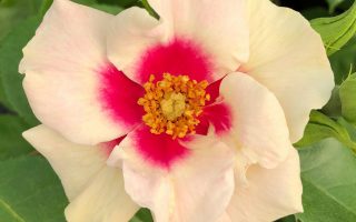 ROSA KORDES, SEE YOU® in purple