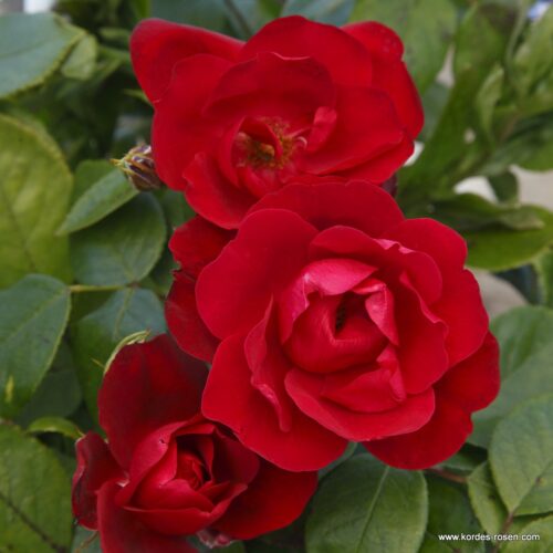 ROSA KORDES, Milano® - Image 1