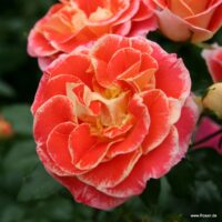 ROSA KORDES 2L Airbrush – Mnohokvětá