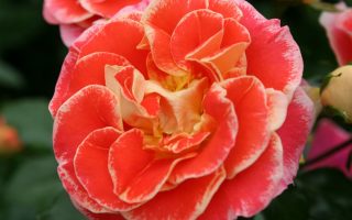 ROSA KORDES 2L Airbrush – Mnohokvětá