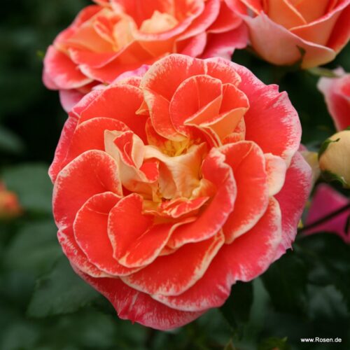 ROSA KORDES 2L Airbrush – Mnohokvětá - Image 1