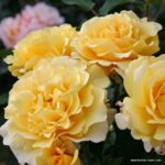 ROSA KORDES 2L Sunny Sky – velkokvětá růže keřová - Obrázek 2