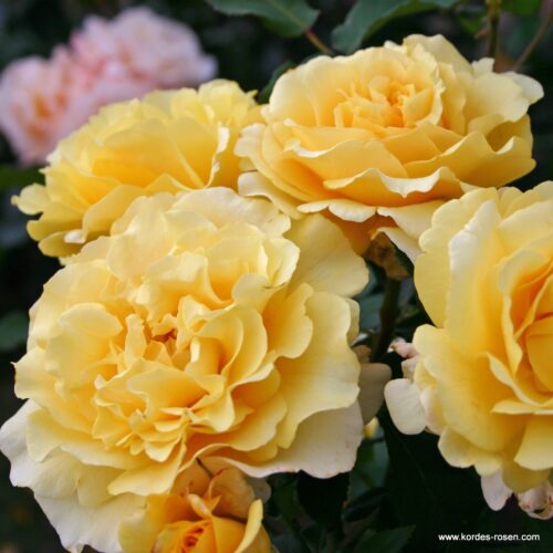 ROSA KORDES 2L Sunny Sky – velkokvětá růže keřová - Obrázek 2