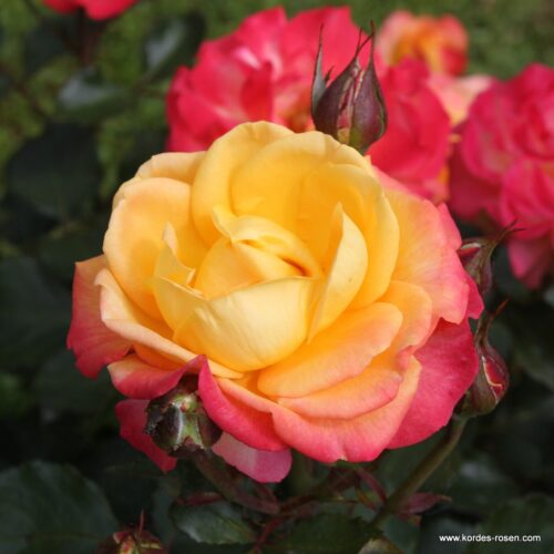 ROSA KORDES 2L Flaming Star® - Image 3