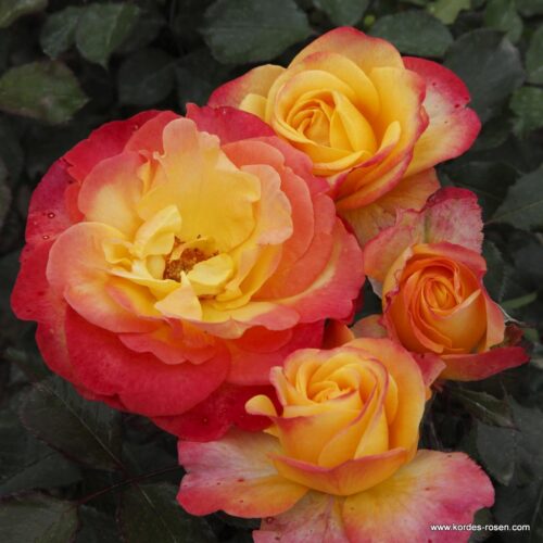 ROSA KORDES 2L Flaming Star® - Image 2