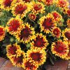 Gaillardia grandiflora 'Fanfare' - Kontejner 2 l