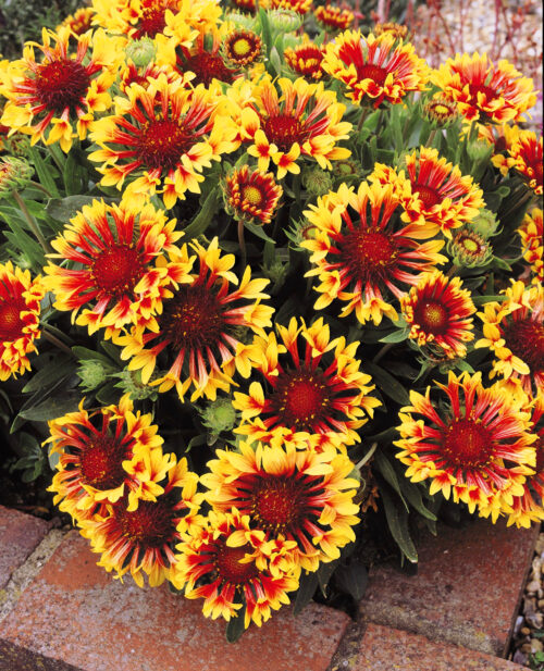 Gaillardia grandiflora 'Fanfare' - Obrázek 1