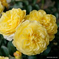 ROSA KORDES 2L Solero – Mnohokvětá