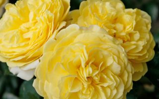 ROSA KORDES 2L Solero – Mnohokvětá