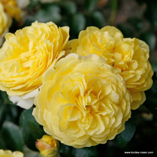 ROSA KORDES 2L Solero – Mnohokvětá - Obrázek 1