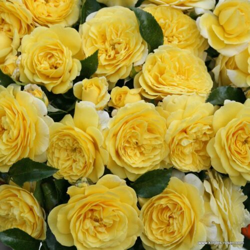 ROSA KORDES 2L Solero – Mnohokvětá - Obrázek 2