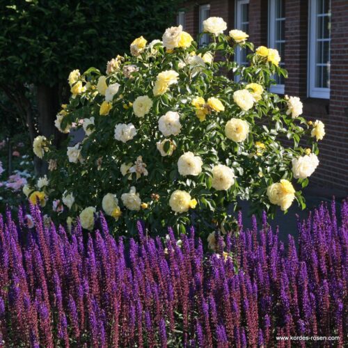 ROSA KORDES 2L Solero – Mnohokvětá - Obrázek 3
