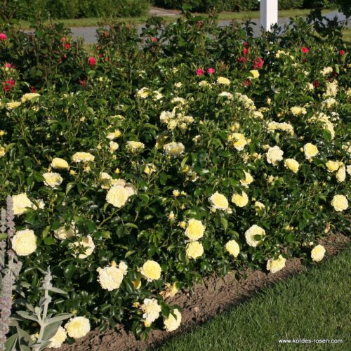 ROSA KORDES 2L Solero – Mnohokvětá - Obrázek 4