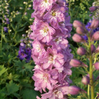 Delphinium cultorum ´M.F. Deep Rose White bee´, K 9