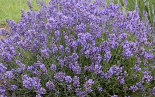 Lavandula angustifolia 'Essence Purple'