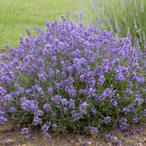 Lavandula angustifolia 'Essence Purple' - Image 1