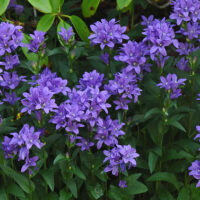 Campanula glomerata 'Acaulis'