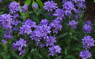 Campanula glomerata 'Acaulis'