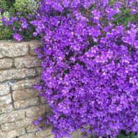 Campanula portenschlagiana Zvonek dalmatský 'Catharina', P 13
