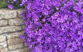 Campanula portenschlagiana Zvonek dalmatský 'Catharina', P 13