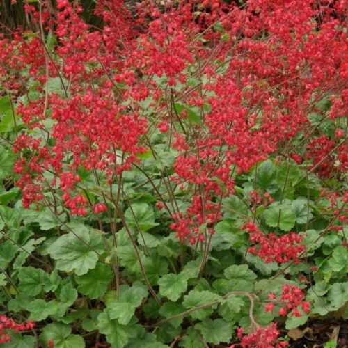 Heuchera dlužicha,  P9 Coral Forest - Obrázek 1