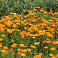 Calendula officinalis Měsíček lékařský, P 13