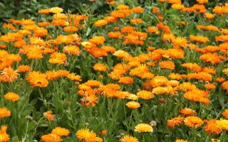 Calendula officinalis Měsíček lékařský, P 13