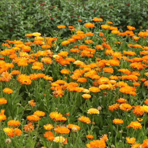 Calendula officinalis Měsíček lékařský, P 13 - Obrázek 1